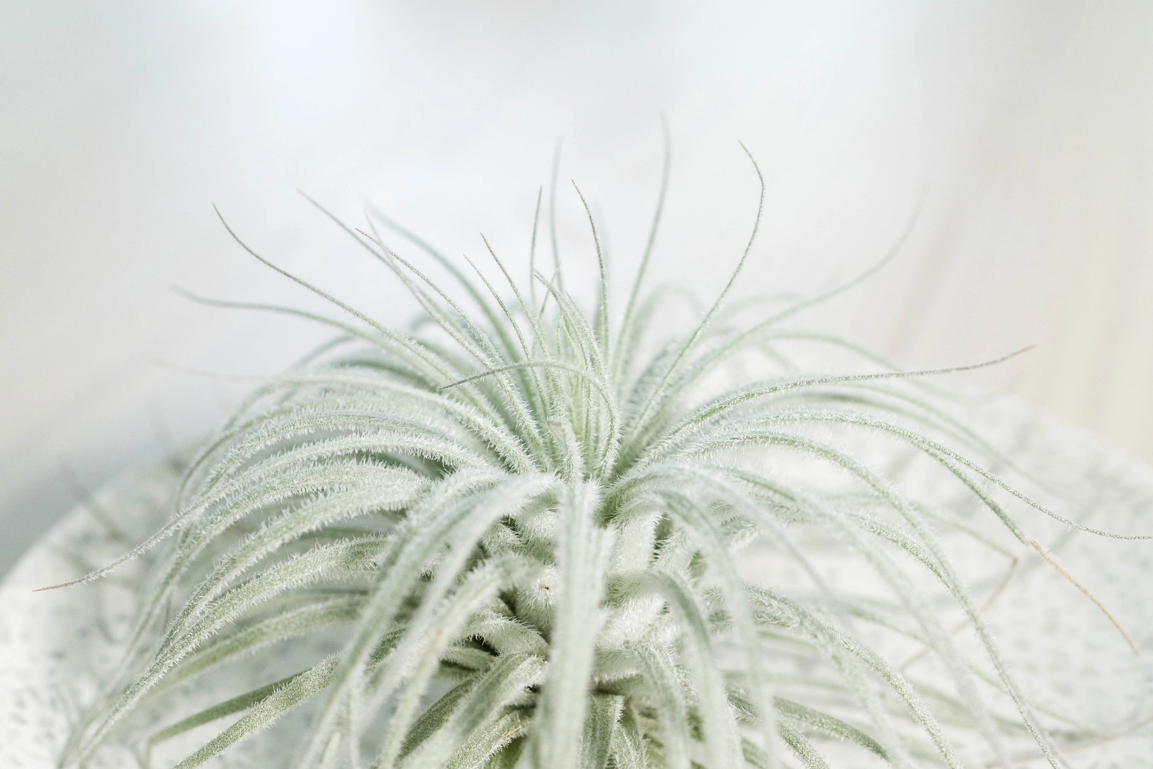 Elevate Your Space with Air Plants